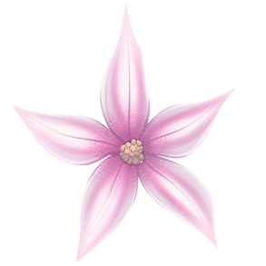 ANCH_2DASSET_Foliage_Flower4_AM_V01.png