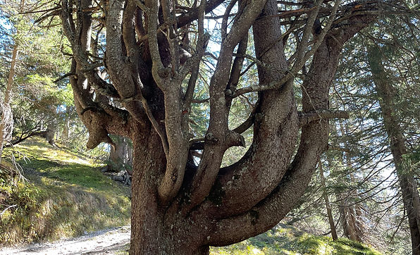 Baum.jpg