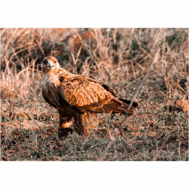 Thumbnail: Tear Resistant Deco Print A4