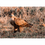 Thumbnail: Tear Resistant Deco Print A4