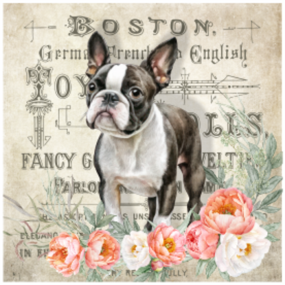 Thumbnail: Scatter Cushion Or Cushion Cover Boston Terrier