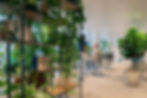 plants on the book shelves in the office