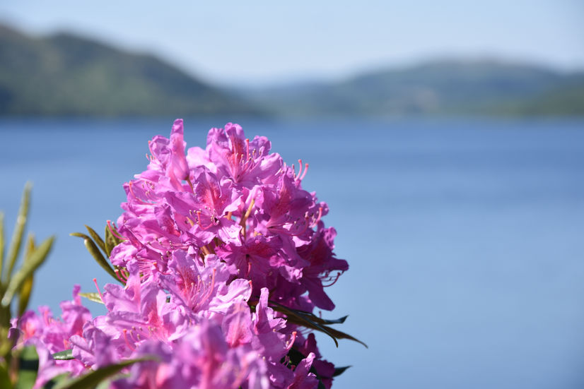 Pink flower in front of a lake