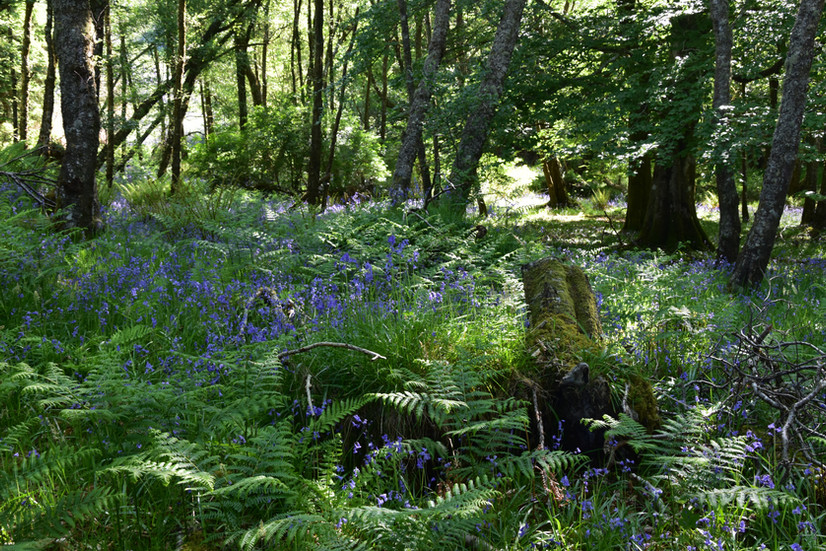 woods with blue bells blooming