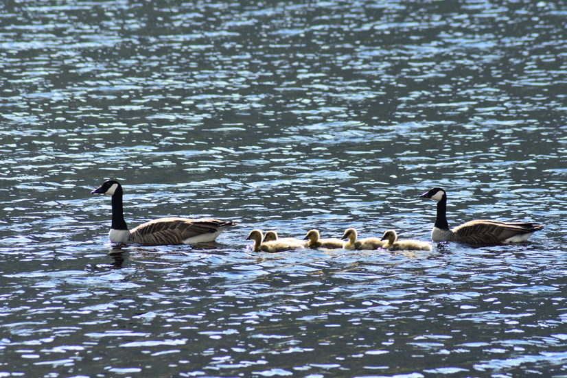Geese in lake