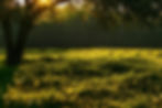 giselaatje-meadow-5263664 (1).jpg