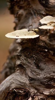 close-up-detail-wild-forest.jpg