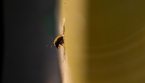 213 – © Bruno Pinheiro – BPR_7737_edited.jpg