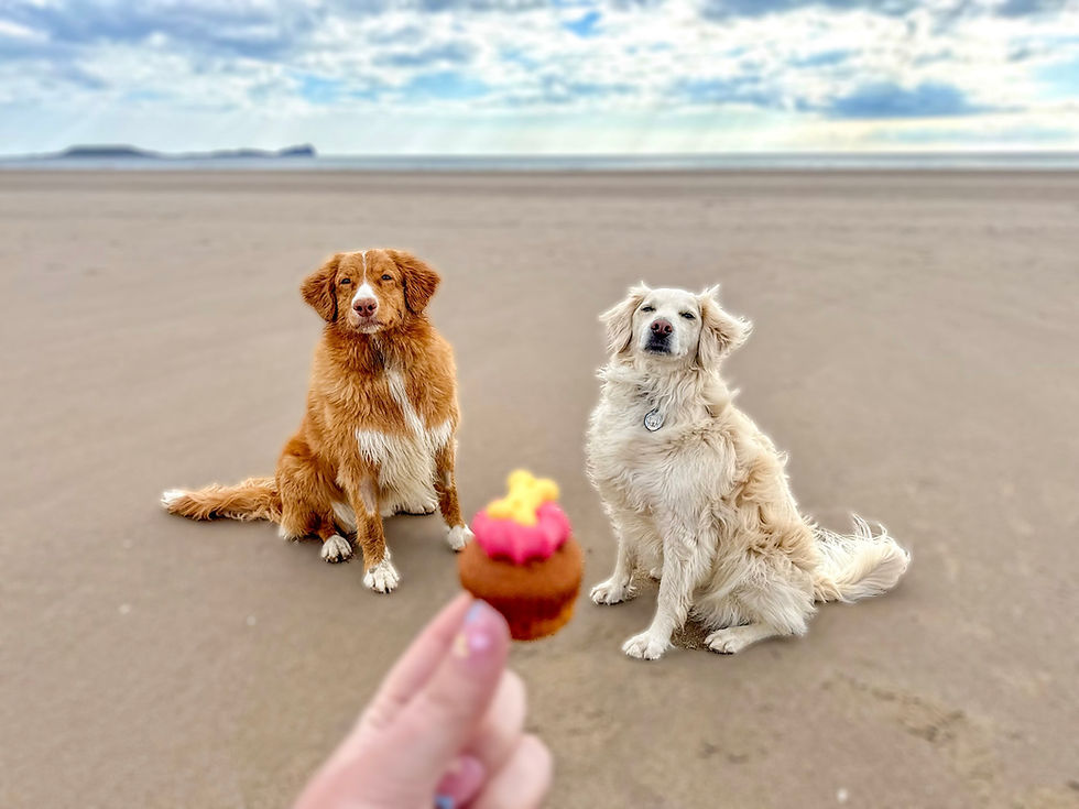 Thumbnail: Barking Bakery Trio Of Iced Woofins