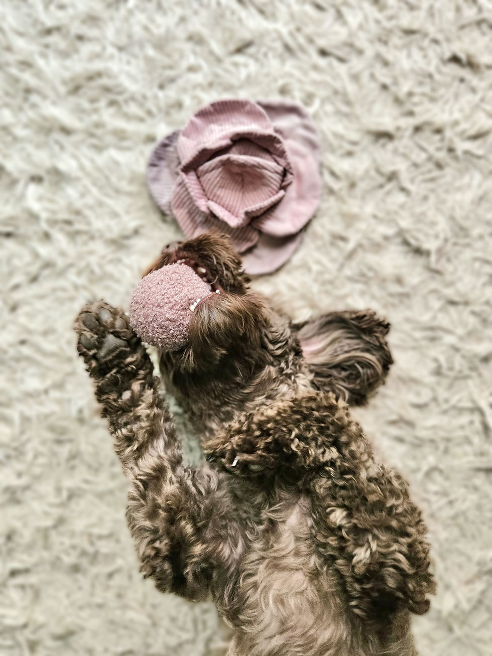 Thumbnail: The Lambwolf Collective Medium Red Cabbage Nosework Toy