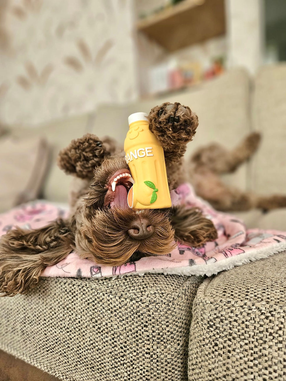 Thumbnail: ollie b. good Summer Sips Squeaker Toys