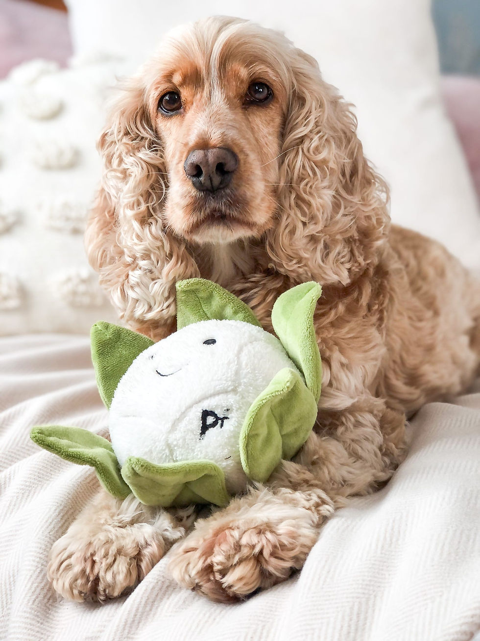 Thumbnail: Callie Cauliflower Plush Dog Toy