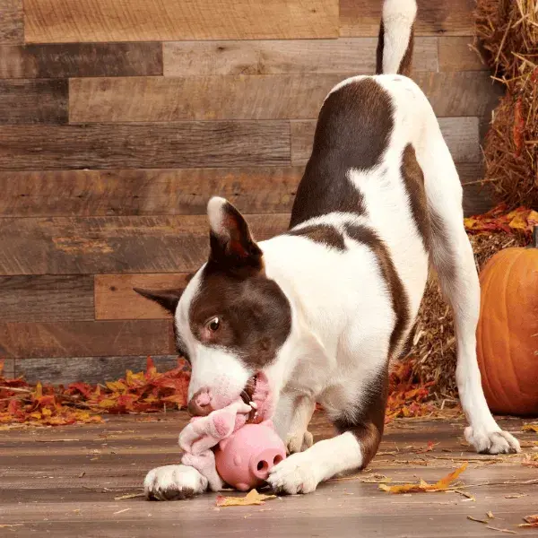 Thumbnail: Bark Hambone