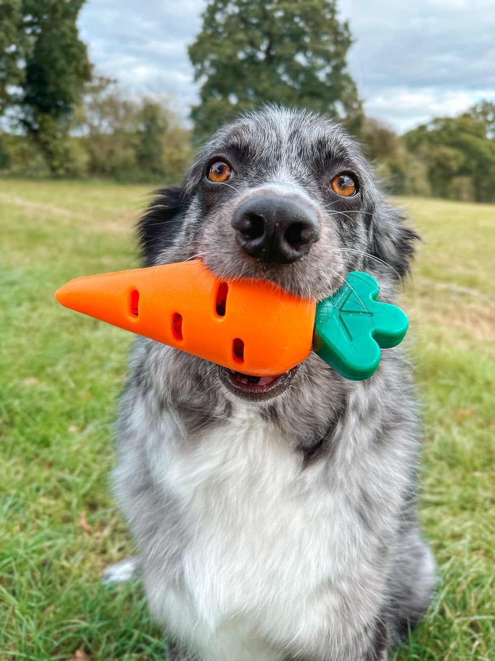 Thumbnail: Rubber Carrot Treat Toy