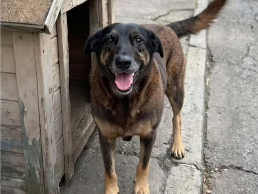 Caso Orelha: brutalidade contra cão comunitário choca o Brasil