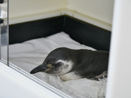 Pinguim é resgatado com vida em Rio das Ostras