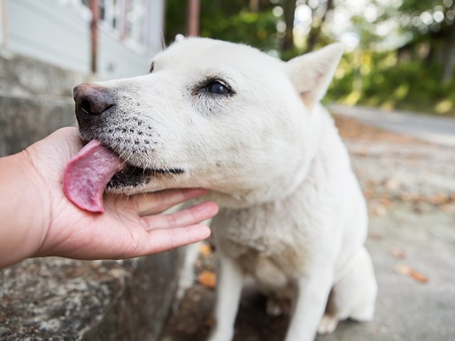Estudo explica porque os cães são tão sociáveis e apegados aos humanos
