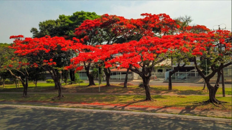 Primavera 2026: ciência explica as mudanças na vegetação, nas temperaturas e nas chuvas