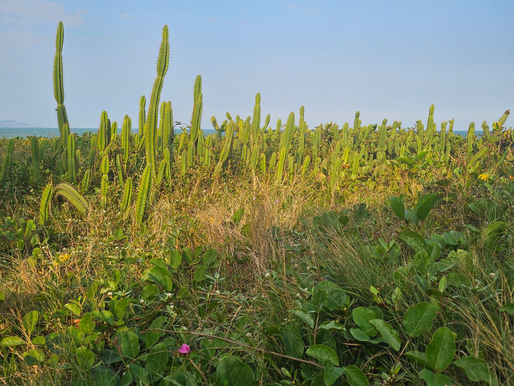 Prefeitura de Macaé esclarece fake news sobre projeto "Restinga Boa é Restinga Nativa" e reforça transparência