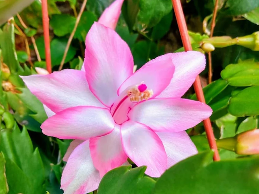 Flor-de-maio: aprenda a cultivar essa linda planta em sua casa