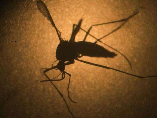 Fiocruz cria teste para diagnosticar zika em 20 minutos