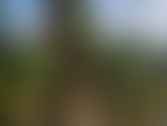 Audiência ‘Restinga Boa é Restinga Nativa’ acontece nesta terça-feira em Macaé