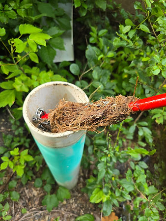 tree roots chaska 3.jpg