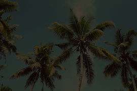 Palm Trees_edited.jpg