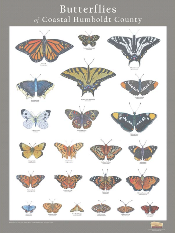 Butterfly Poster: 18"x24", Butterflies of Coastal Northern California