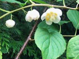 I’ve Never Seen My Cats React Like This (Silvervine Review)