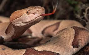 Cobras