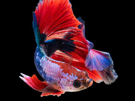 Thematic Exploration