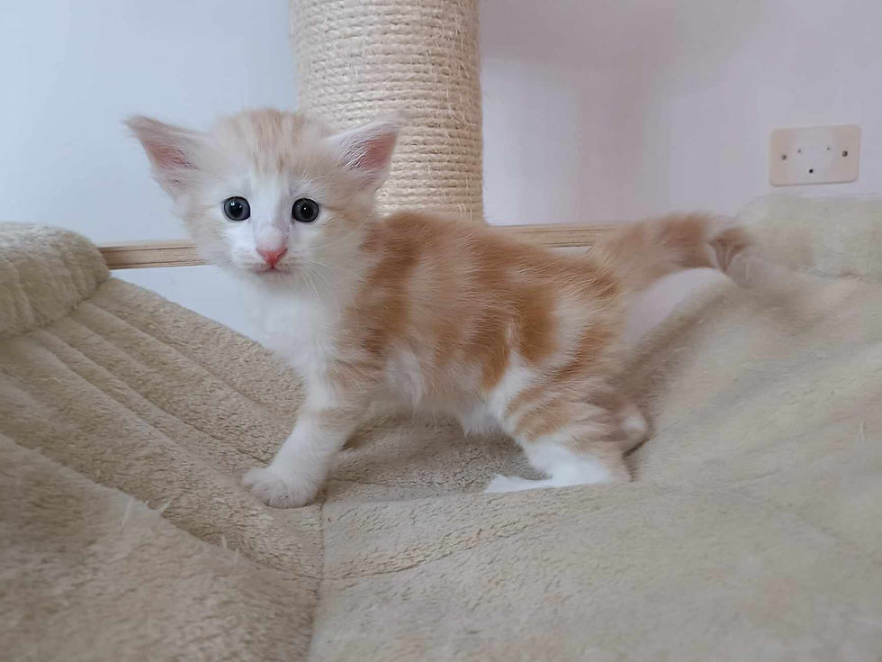 Pac Man, 1 mese