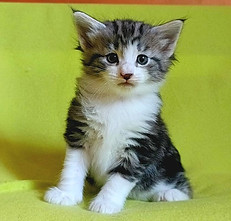 Piccadilly, 1 mese