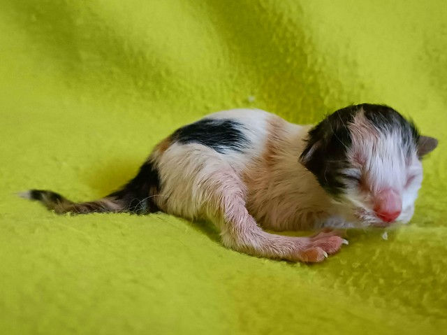 Violetta alla nascita