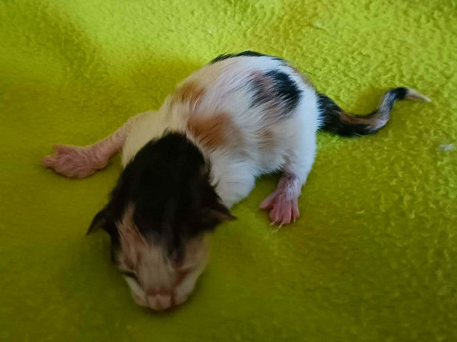 Violetta alla nascita