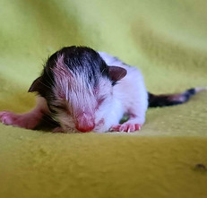 Violetta alla nascita