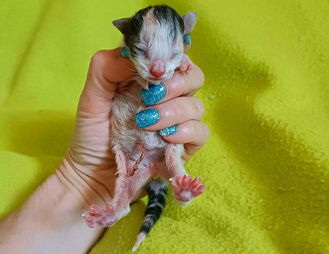 Violetta alla nascita