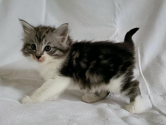 Ella Fitzgerald, 5 settimane