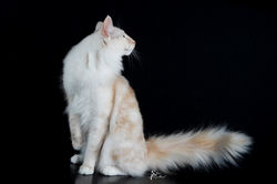 Mercedes, 1 anno 4 mesi