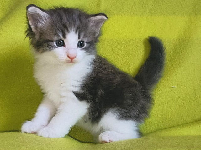 Corona, 1 mese
