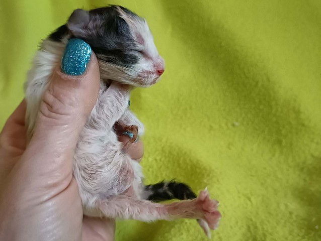 Violetta alla nascita