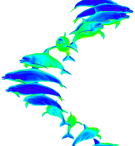 Art Dolphin Sticker by badblueprints.gif