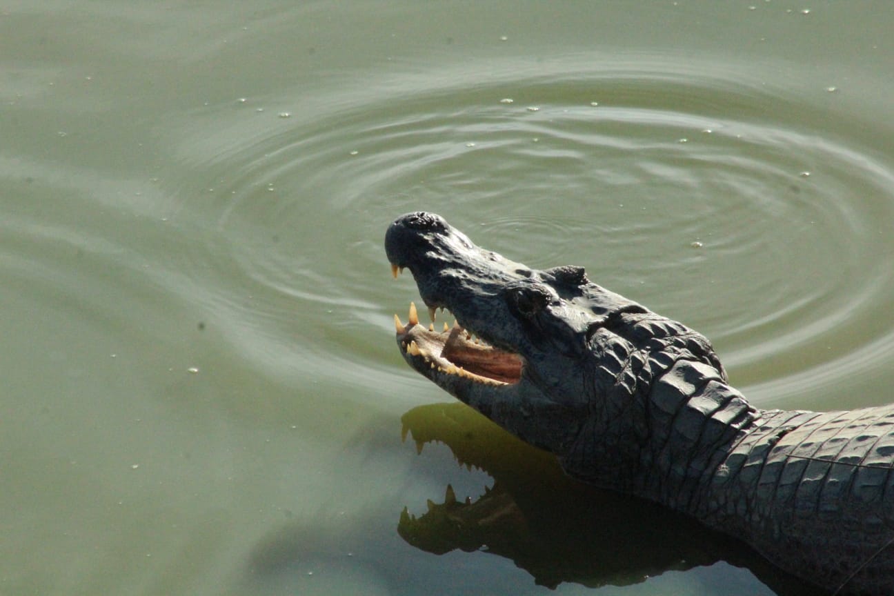 Fotografia do Pantanal brasileiro