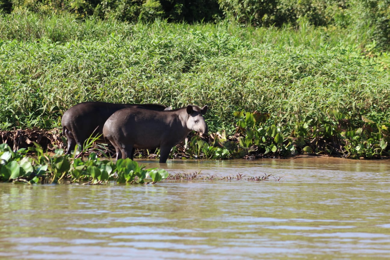 Fotografia do Pantanal brasileiro