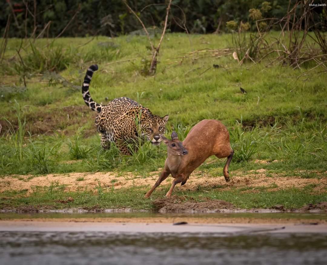 Fotografia do Pantanal brasileiro