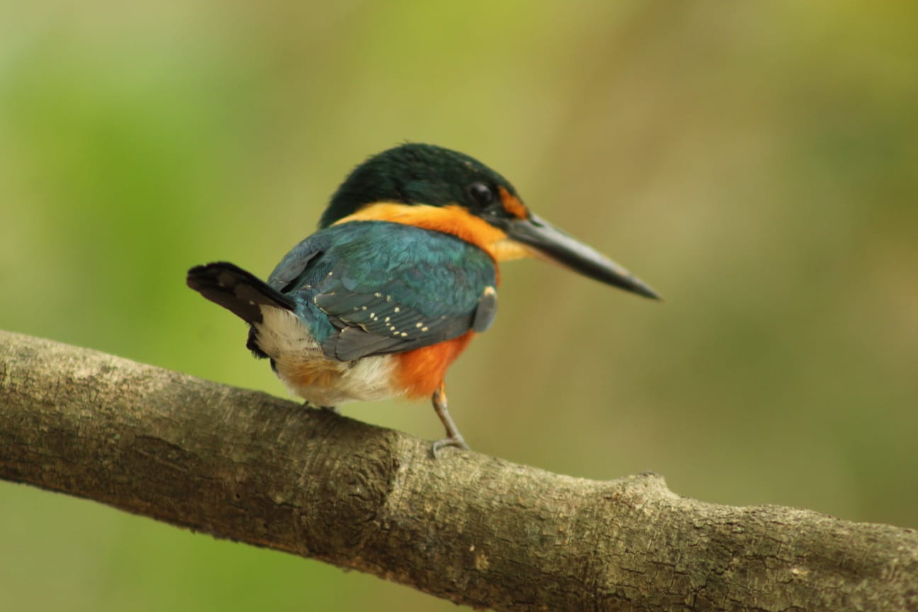 Fotografia do Pantanal brasileiro