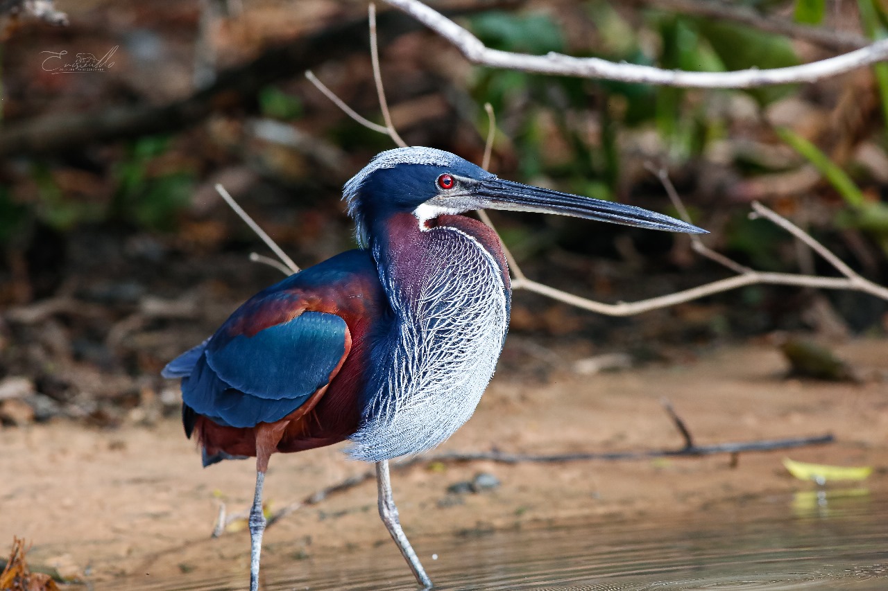 Fotografia do Pantanal brasileiro