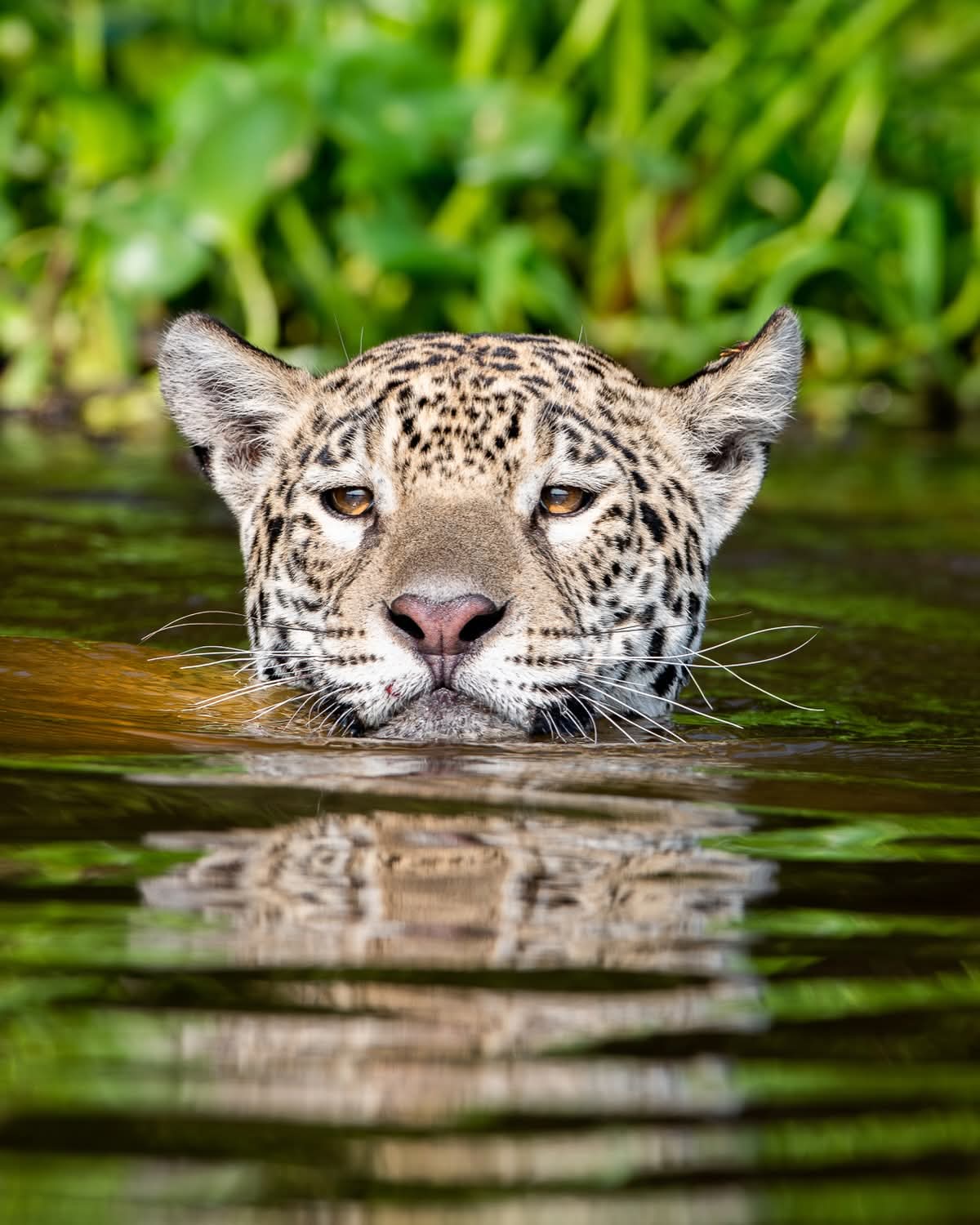 Fotografia do Pantanal brasileiro