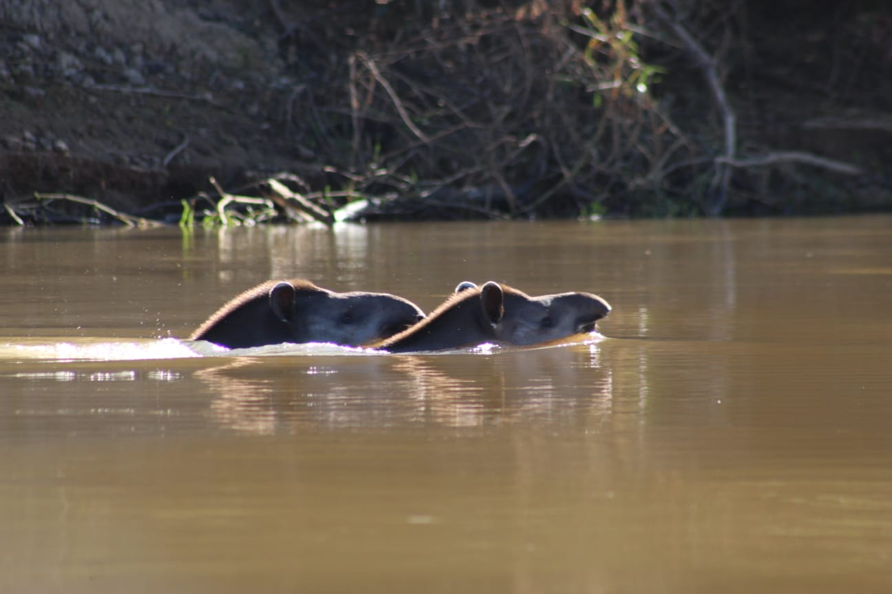 Fotografia do Pantanal brasileiro
